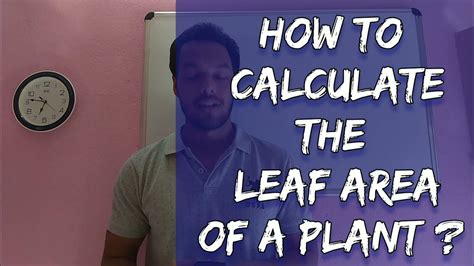 how to measure leaf thickness|formula for calculating leaf area.